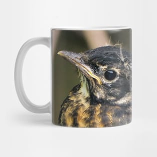 Young American Robin Perched On A Chair Mug